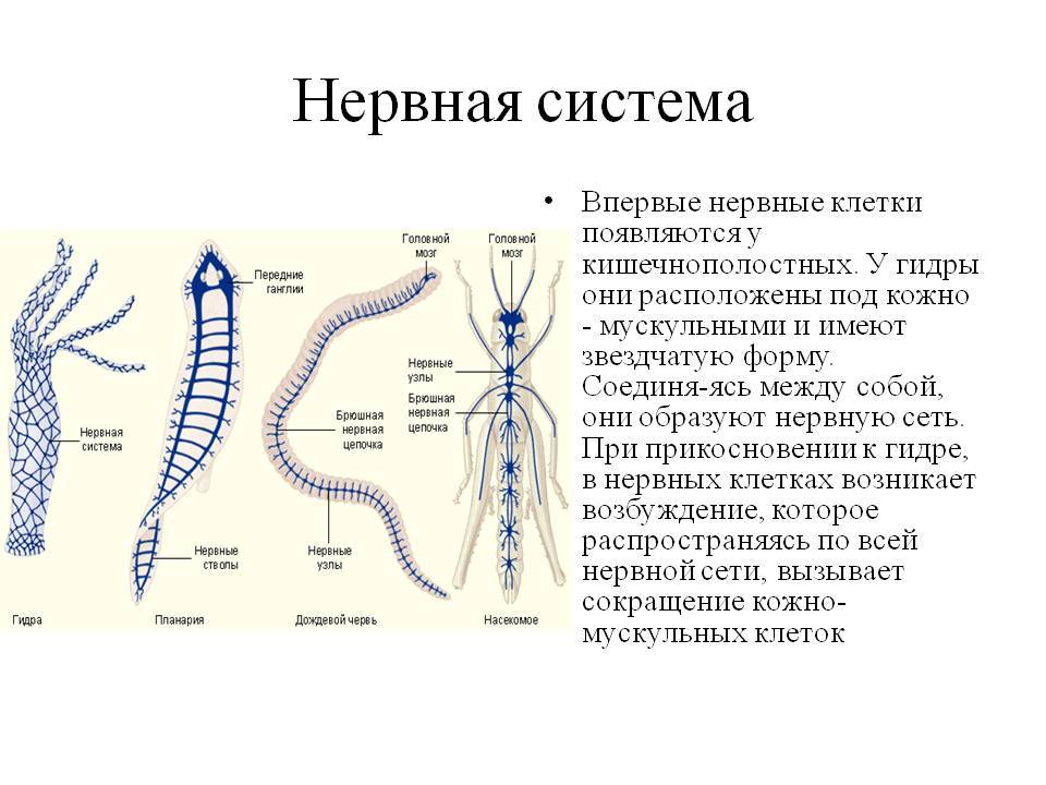 Зеркала на кракен